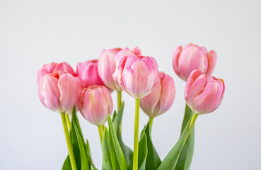 Fototapeta premium Tulips