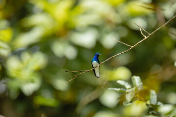 Obraz premium White-necked jacobin hummingbird perched on tropical branch in costa rica