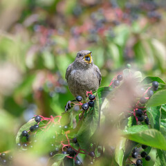 European black redstart female, Phoenicurus ochruros, eats and swallows up a black berry from a dogwood in its beak, Cornus sanguinea is a top bird attracting plant, Germany early autumn.   © kathomenden