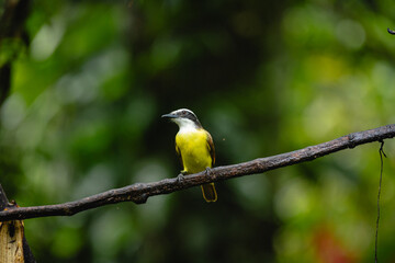 Great kiskadee bird perched on branch in costa rica rainforest