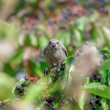 European black redstart female, Phoenicurus ochruros, holds a black berry from a dogwood in its beak, Cornus sanguinea is a top bird attracting plant, Germany early autumn.  