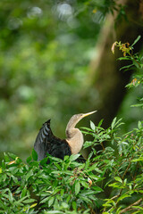 Anhinga drying wings in costa rica rainforest