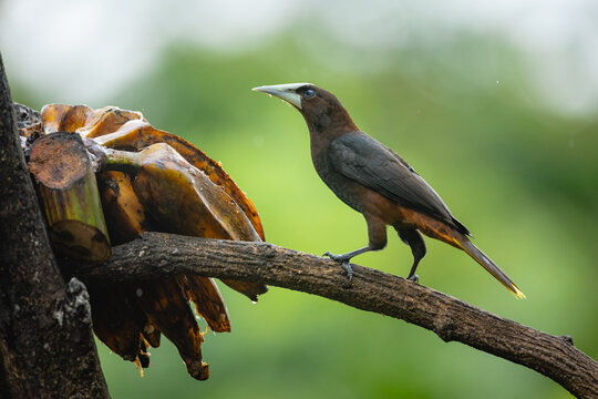 Chestnut-headed oropendola perched on branch seeking food