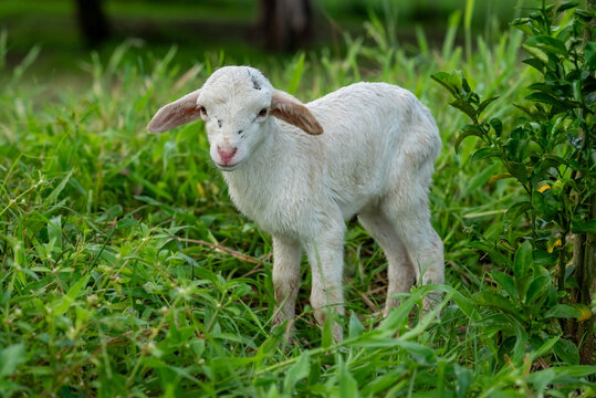 Dorper Lamb Standing in Green Pasture
