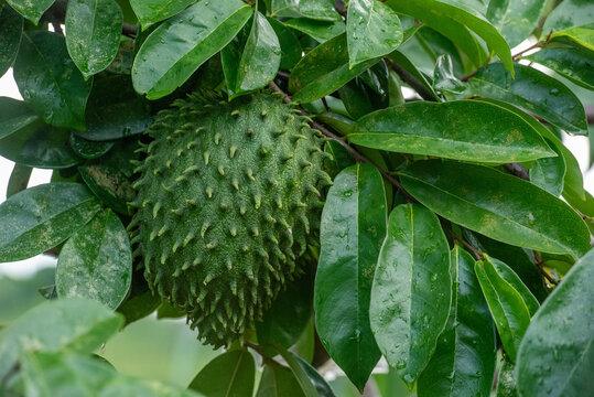 Soursop Fruit (Annona muricata) Growing on Tree Branch