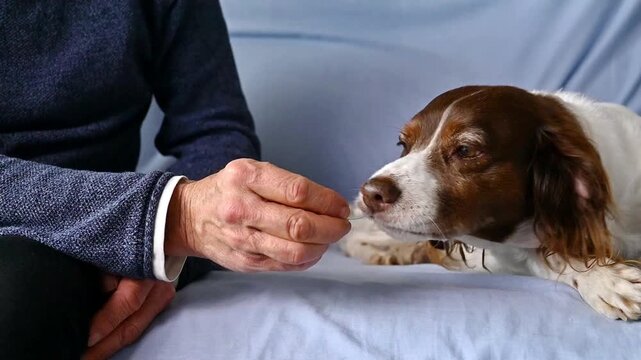 Brown and White Springer Spaniel Taking Pill from Owner&rsquo;s Hand on Cozy Sofa, Domestic Pet Health and Care Interaction, Medication, antibiotics, supplements and pills for dogs, new longevity pill