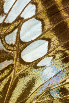 Butterfly Wing Pattern