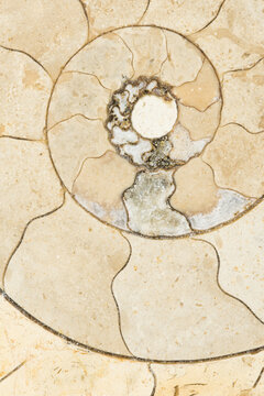 Ammonite fossil patterns, close up
