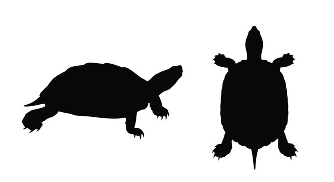 Two views of a turtle depicted in black a striking silhouette