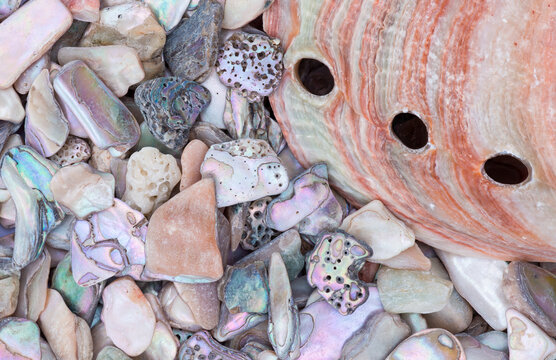 Abalone shell and pieces, closeup