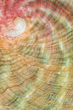 Abalone shell, closeup