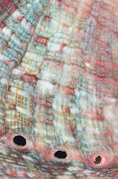 Abalone sea shell, closeup