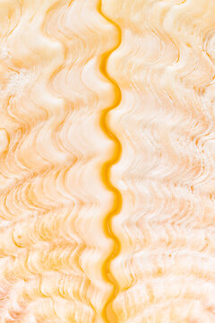 Bear Claw clamshell, closeup