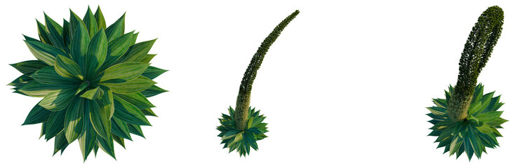 Agave Attenuata tree plan, top view, cutout, transparent background, isolate, Detailed close-up of a lush green fern leaf texture, perfect for backgrounds and nature themes © KP Stock