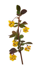 Fototapeta premium Twig with yellow flowers and red leaves of berberis thunbergii isolated on white or transparent background