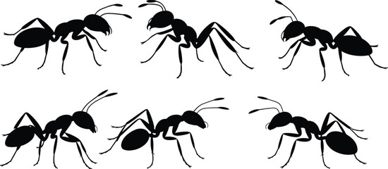 Ant silhouettes collection, crawling insect macro view set, detailed ant body poses isolated black vector illustration © Hosna