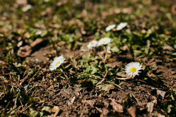 Small white lawn daisies growing close to the ground in spring sunlight. Natural macro scene of bellis perennis flowers blooming in fresh grass © Ekaterina