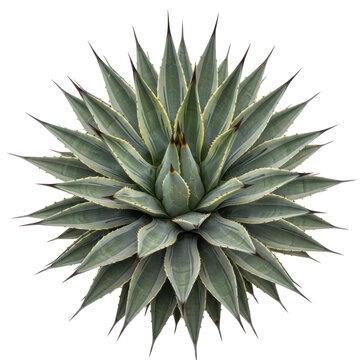 Mature agave americana succulent with glaucous blue-green and creamy white variegated leaves and sharp red spines, isolated against a transparent background studio shot concept of natural geometric
