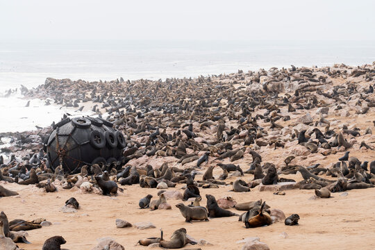 Cape fur seals resting on rocks at Cape Cross