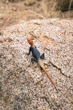 Lizard basking on a sunlit rock in natural habitat
