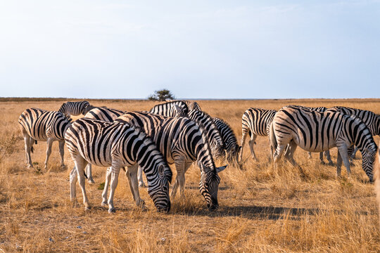 Herd of zebras grazing in Etosha National Park, Namibia