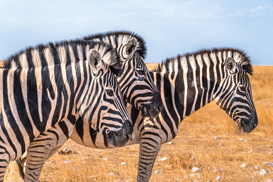 Zebras grazing in Etosha National Park, Namibia