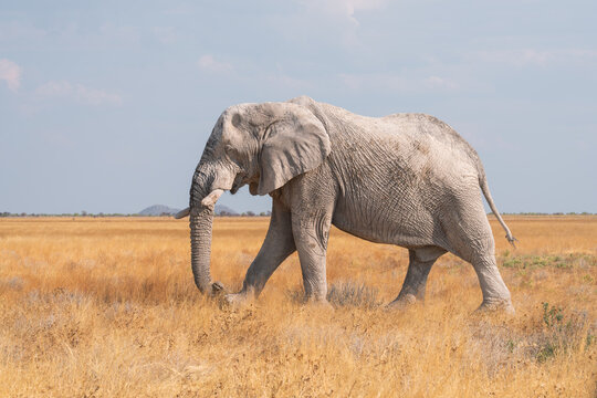 Elephant strolling in Etosha National Park, Namibia