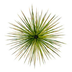 Fototapeta premium Dasylirion texanum tree plan, top view, cutout, transparent background, isolate, Close-up of lush green grass blades texture, nature background, botanical illustration, vibrant colors