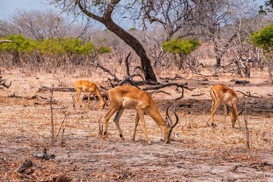 Impalas grazing in the wilds of Botswana