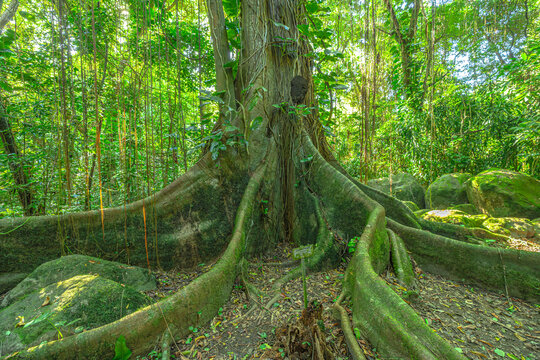 Tropical forest in Martinique with giant tropical tree with dramatic buttress roots and winding lianas, rising through dense, mossy rainforest canopy on the lush, biodiverse island of Martinique