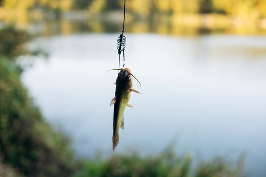 Caught catfish hanging above tranquil lake waters