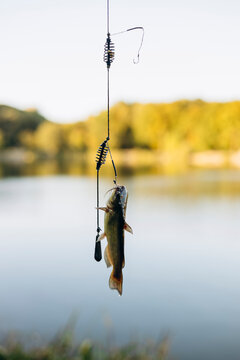 Fish catching in tranquil lake during sunny day