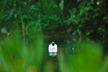 Naklejka premium A graceful swan floats effortlessly on peaceful water, framed by vibrant green plants. The morning light casts a soft glow, creating a tranquil atmosphere perfect for reflection