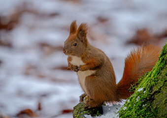 Wiewiórka. © Andrzej