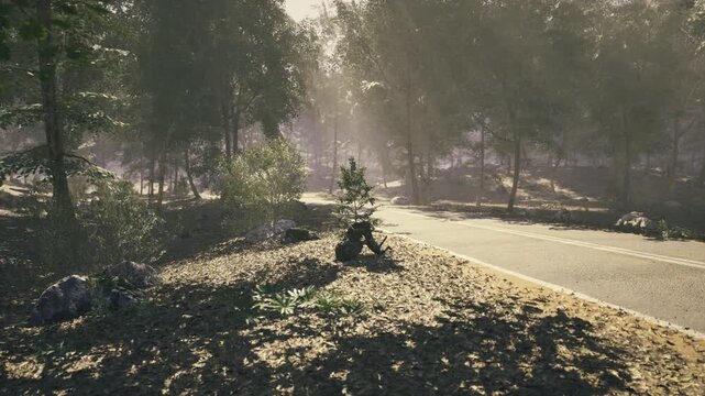 Morning light shines softly through tall trees, illuminating a peaceful forest area next to a quiet mountain road. Green plants and rocks dot the landscape, enhancing the serene atmosphere.