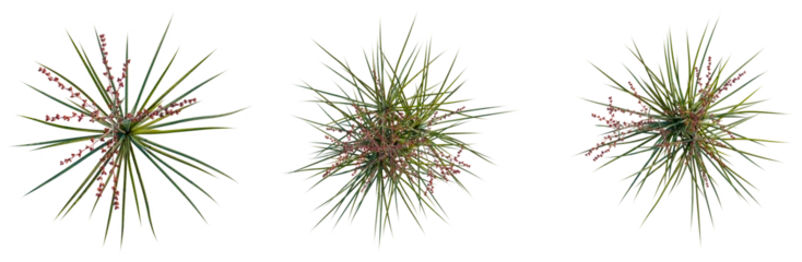Fototapeten Kaktus Hesperaloe parviflora tree plan, top view, cutout, transparent background, isolate, Detailed close-up of a prickly pear cactus with vibrant red flowers, botanical beauty  © KP Stock