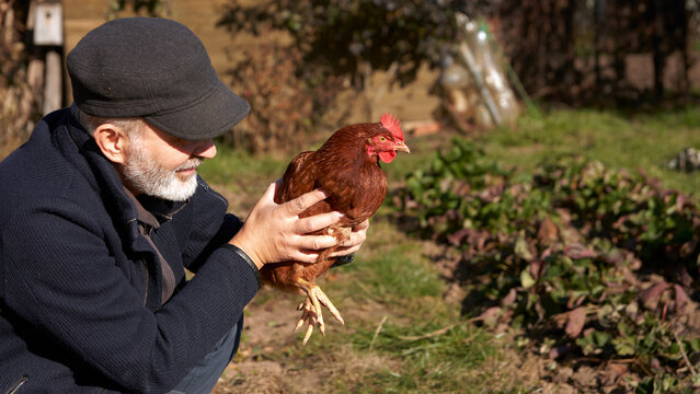 An adult man holds a red hen that has escaped from a chicken coop. An autumnal rural landscape is in the background.