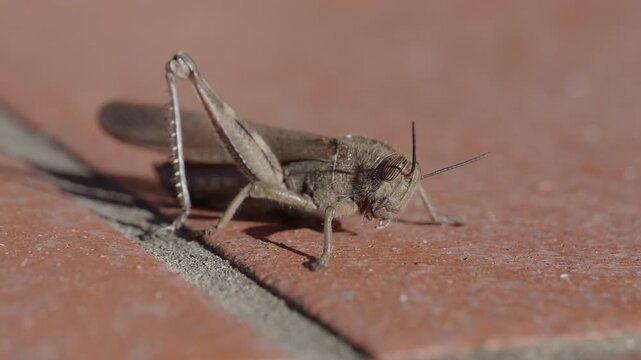 close-up of a common field grasshopper (Chorthippus brunneus) in slow motion, opening its colorful forewing.