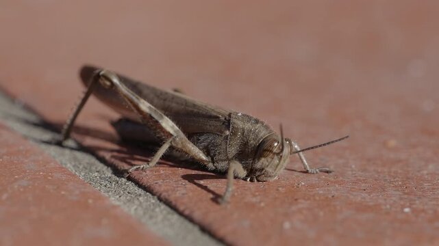 close-up of a common field grasshopper (Chorthippus brunneus) in slow motion, opening its colorful forewing.