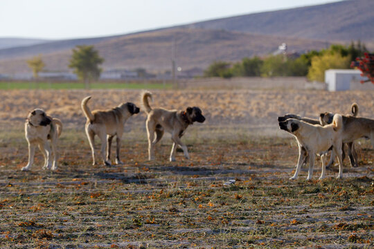 Dogs
