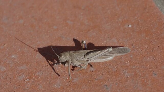 close-up of a common field grasshopper (Chorthippus brunneus) in slow motion, opening its colorful forewing.