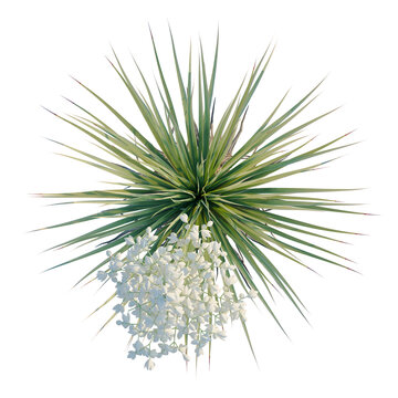 Yucca thompsoniana tree plan, top view, cutout, transparent background, isolate, Delicate clusters of stephanotis flowers, detailed macro photography for floral design and botanical art.