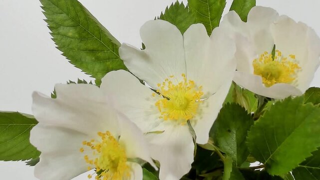 Fioritura rapidadi fiori in metodo timelapse