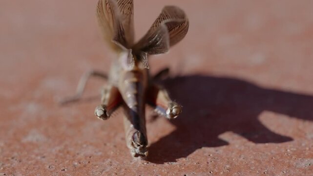 close-up of a common field grasshopper (Chorthippus brunneus) in slow motion, opening its colorful forewing.