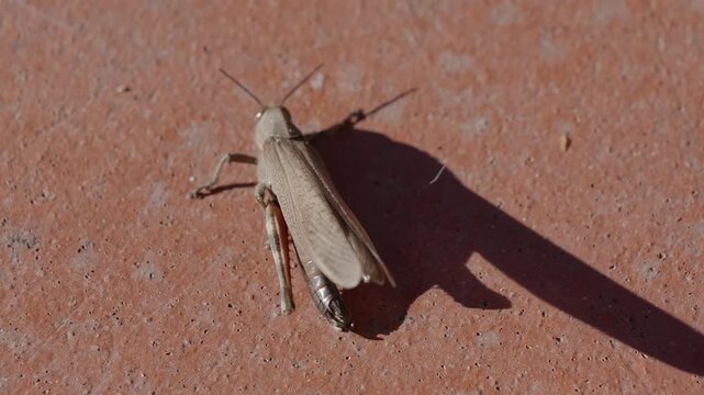 close-up of a common field grasshopper (Chorthippus brunneus) in slow motion, opening its colorful forewing.