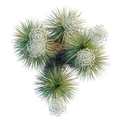 Obraz premium Yucca thompsoniana tree plan, top view, cutout, transparent background, isolate, Delicate snowdrop flowers blooming in spring, close-up floral detail, springtime beauty