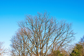 Fototapeta premium Bare tree branches silhouetted against a clear, bright blue sky in winter