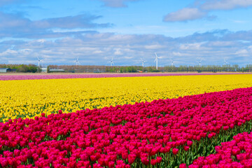 Dutch dark pink tulip fields in sunny day