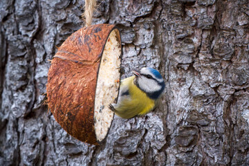 a blue tit on a coconut for birds, at a spring day in the garden © DoreenB. Photography