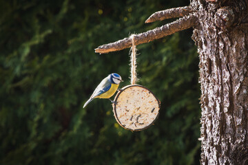 a blue tit on a coconut for birds, at a spring day in the garden © DoreenB. Photography
